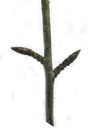 gemeiner kreuzdorn (rhamnus cathartica), zweig mit schief-gegenständigen trieben und knospen, knospen spitz-eiförmig, schwarz oder dunkelbraun || foto details: 2009-01-26, innsbruck, austria, Pentax W60. keywords: purgier-kreuzdorn, nerprun purgatif, ramno catartico